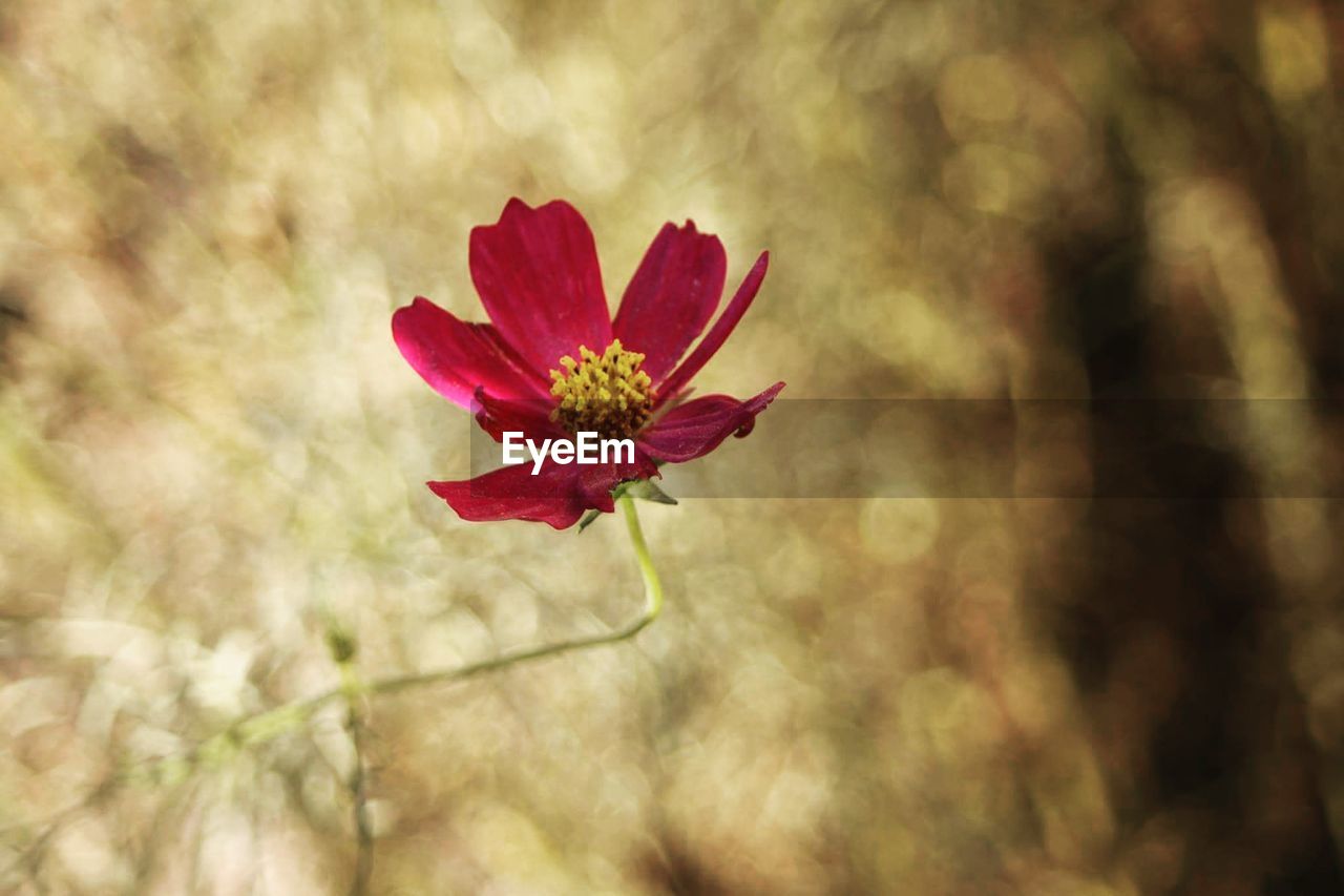 Close-up of pink flower growing outdoors