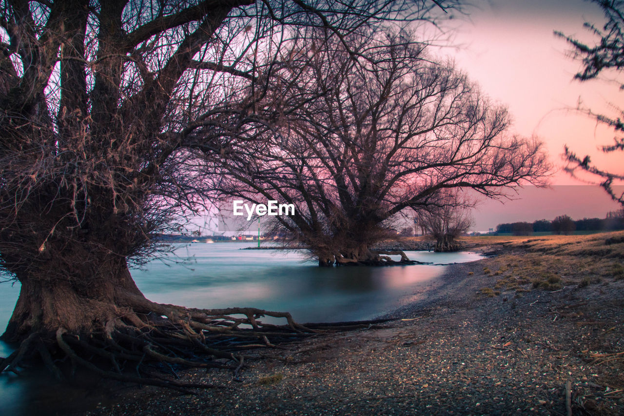 BARE TREES ON RIVERBANK