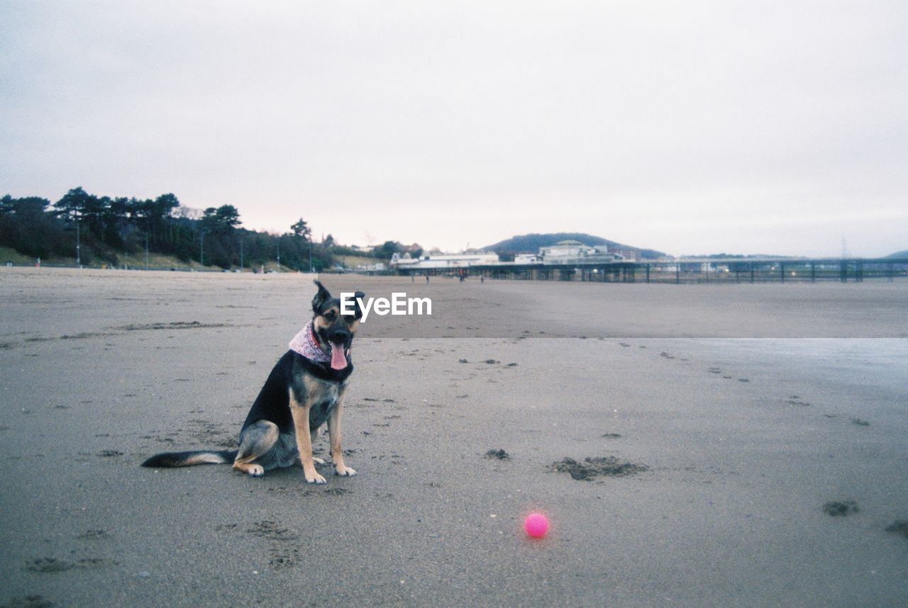 Dog. sitting on beach