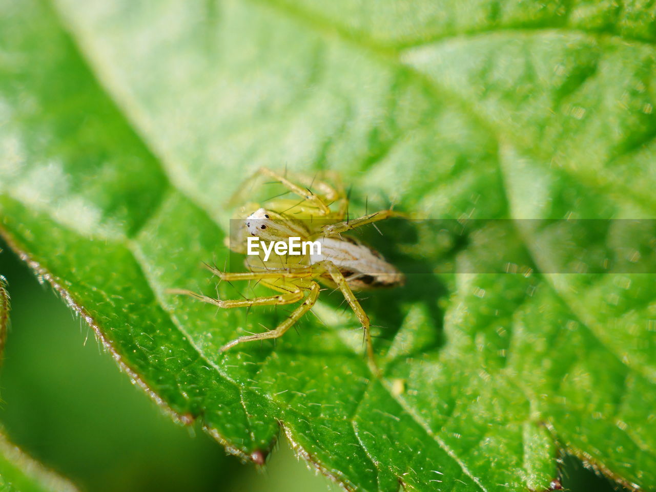 CLOSE-UP OF INSECT ON PLANT