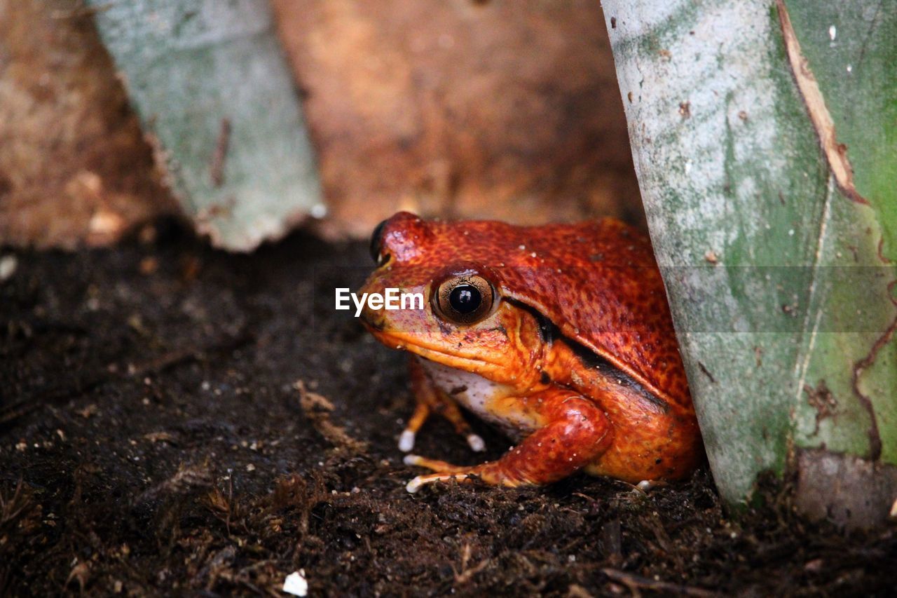 Close-up of frog on land