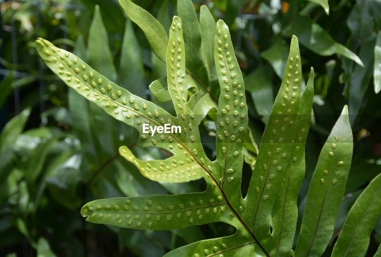 Close-up of wet plant