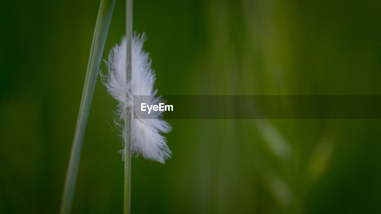 Close-up of white feather on grass