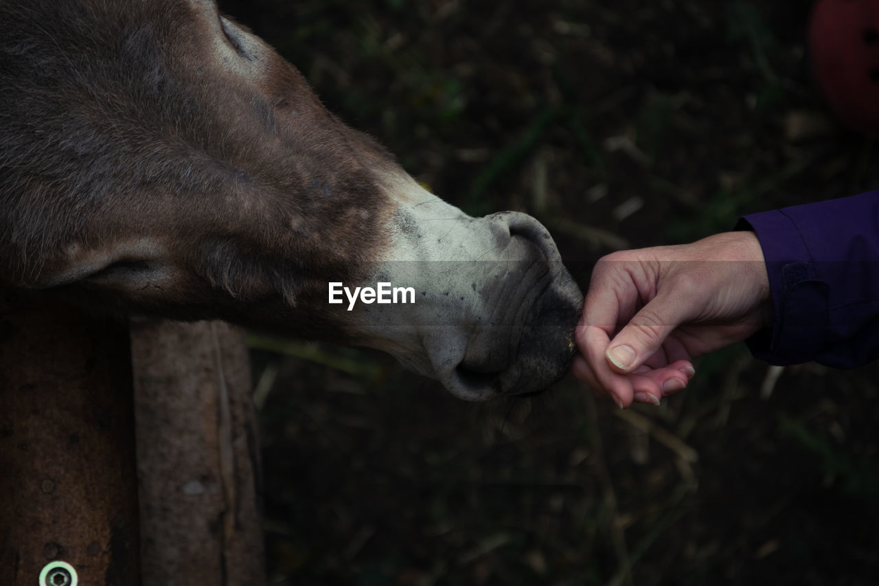 Cropped hand feeding animal