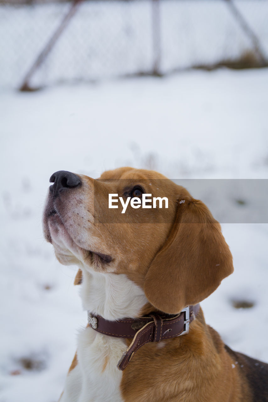 CLOSE-UP OF DOG ON SNOW