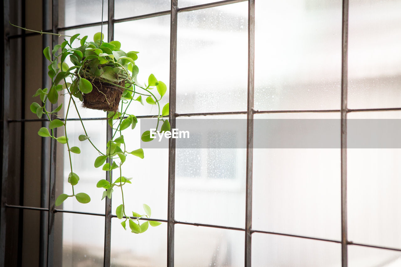 CLOSE-UP OF POTTED PLANT ON TILED FLOOR