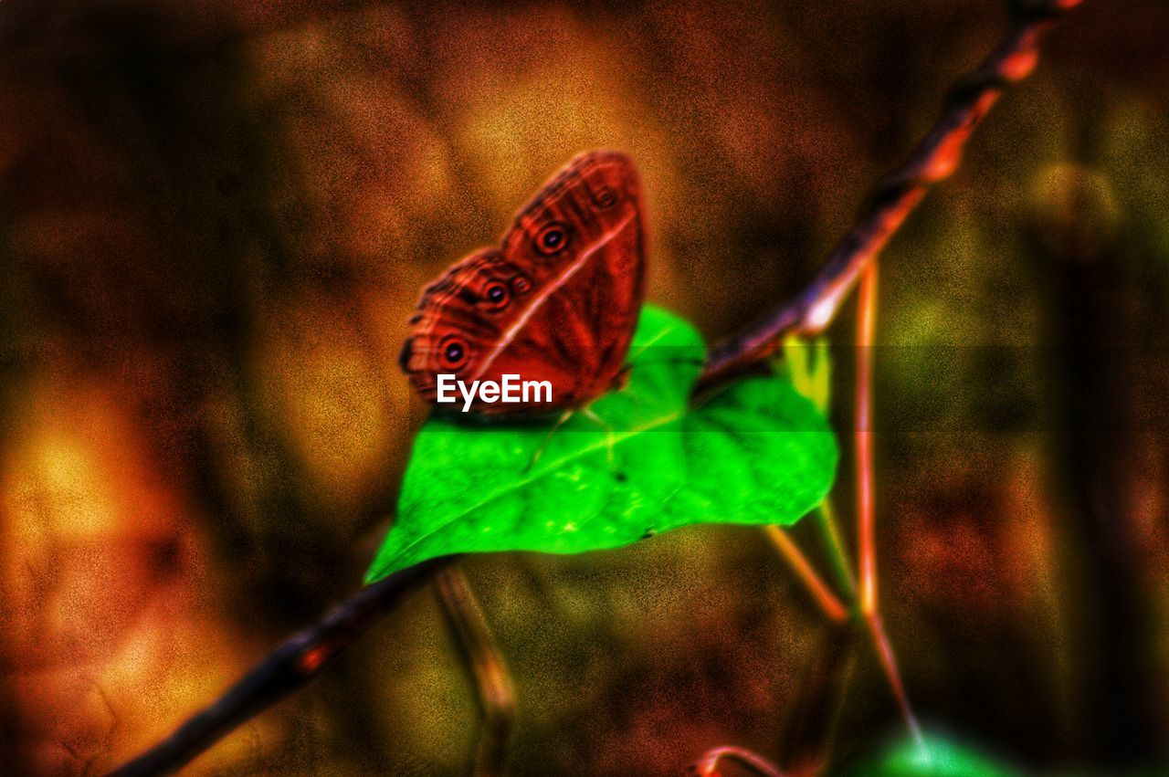 CLOSE-UP OF BUTTERFLY ON GREEN LEAF