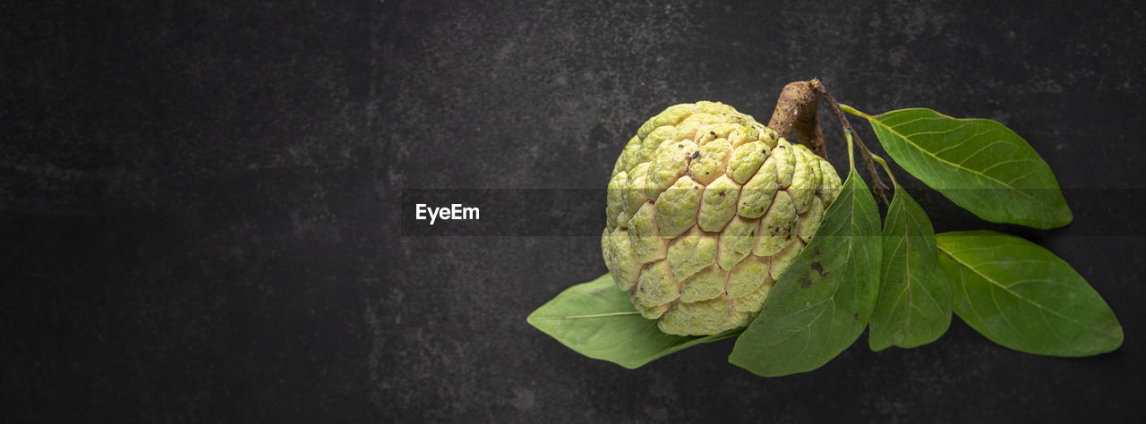 Custard apple, sweep-sop, sugar apple, annona squamosa on dark tone background, banner ratio