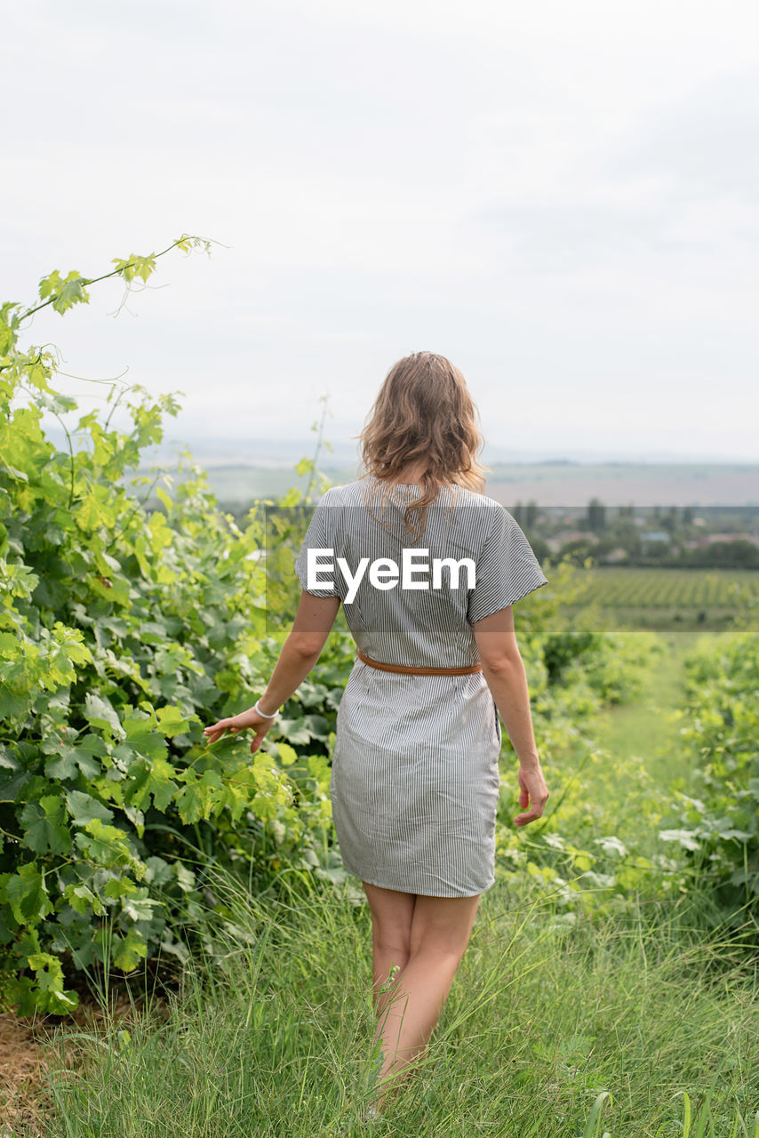 Back view of a woman in summer dress walking through the vineyard