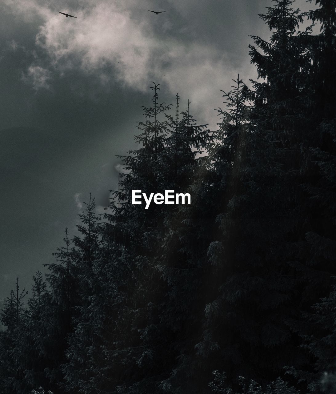 LOW ANGLE VIEW OF PINE TREES IN FOREST AGAINST SKY