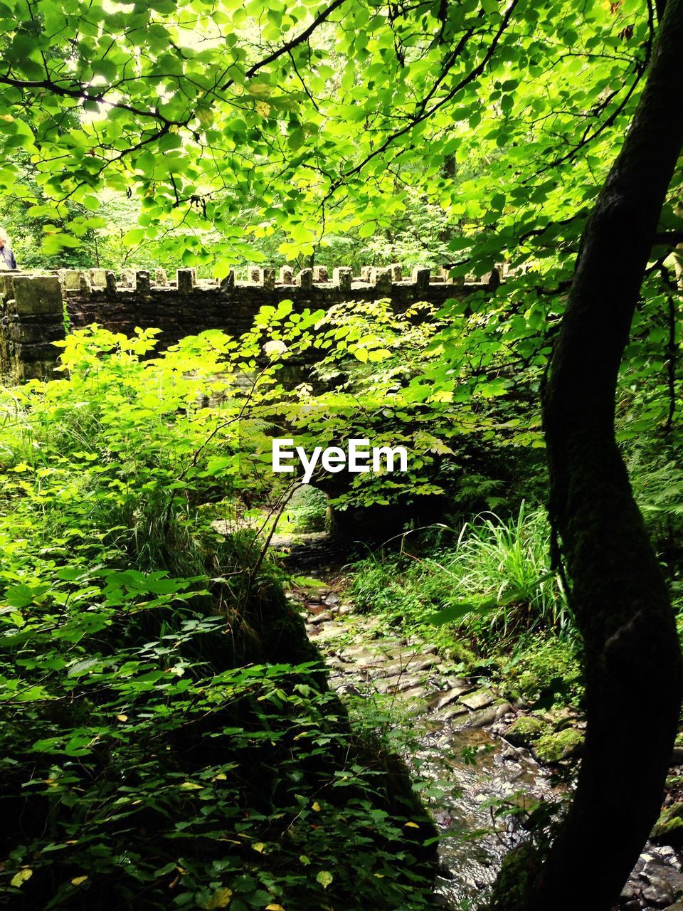 VIEW OF TREES IN FOREST