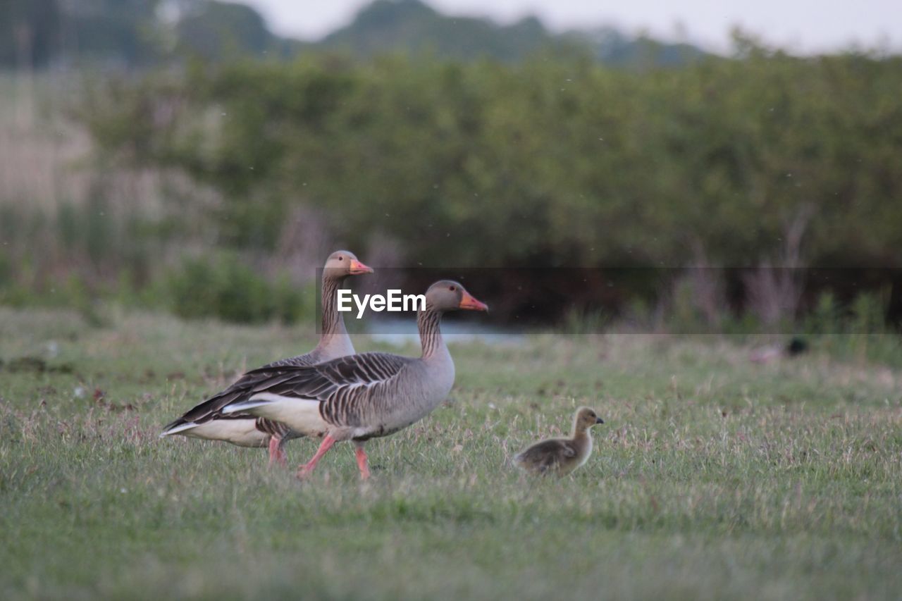 Goose family on field against trees