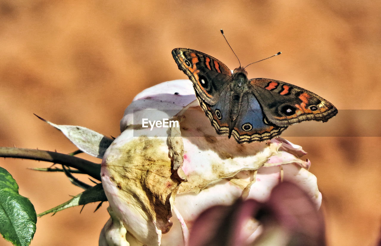 CLOSE-UP OF BUTTERFLY ON HAND HOLDING LEAF