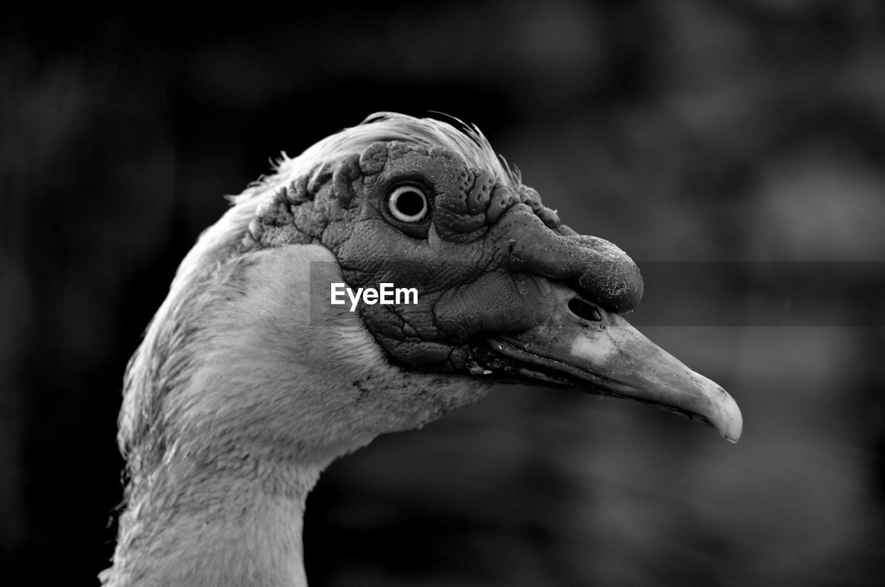 Close-up of a domestic bird