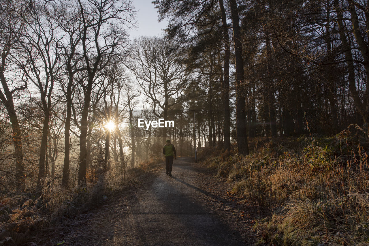 Rear view of man walking on road amidst trees in forest