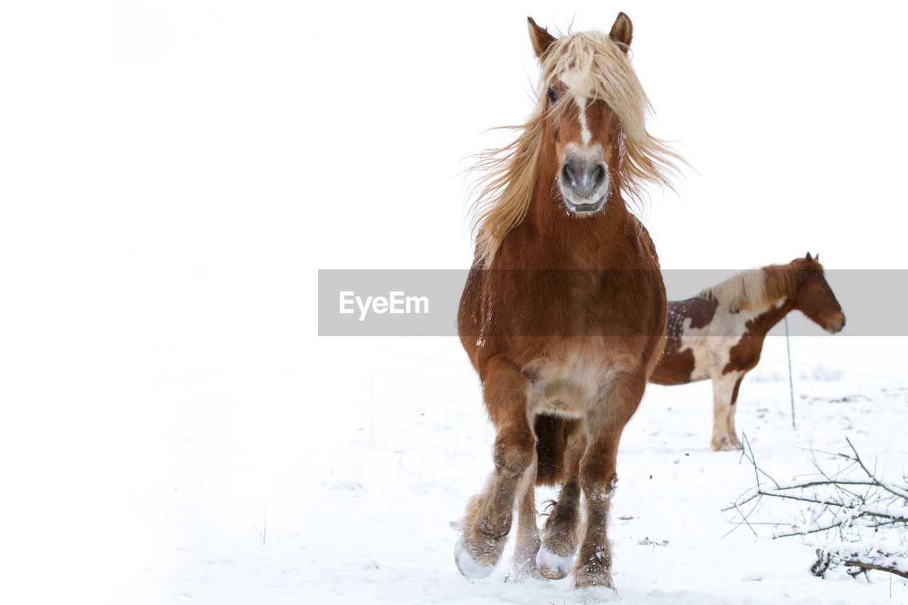 HORSE STANDING ON SNOW COVERED LAND