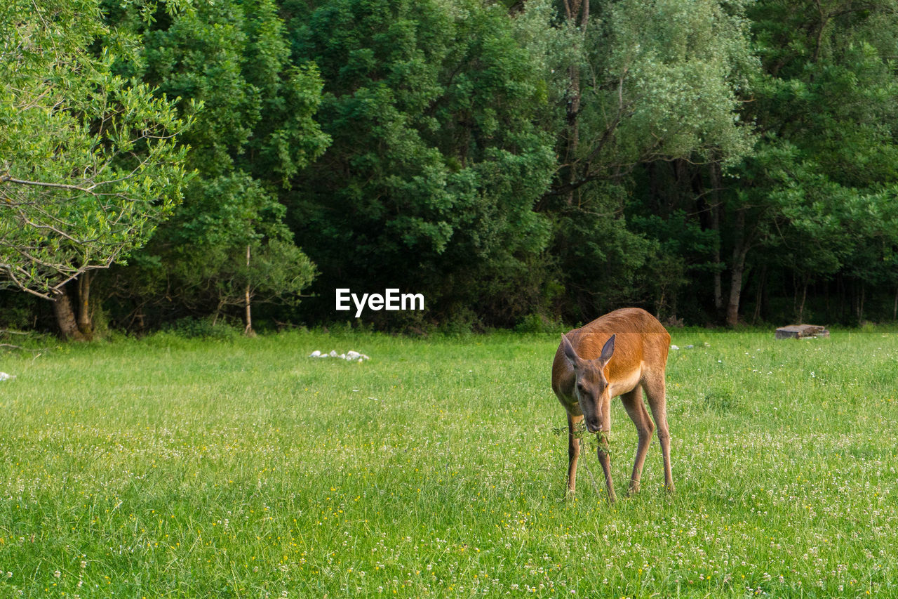 HORSE GRAZING IN FIELD