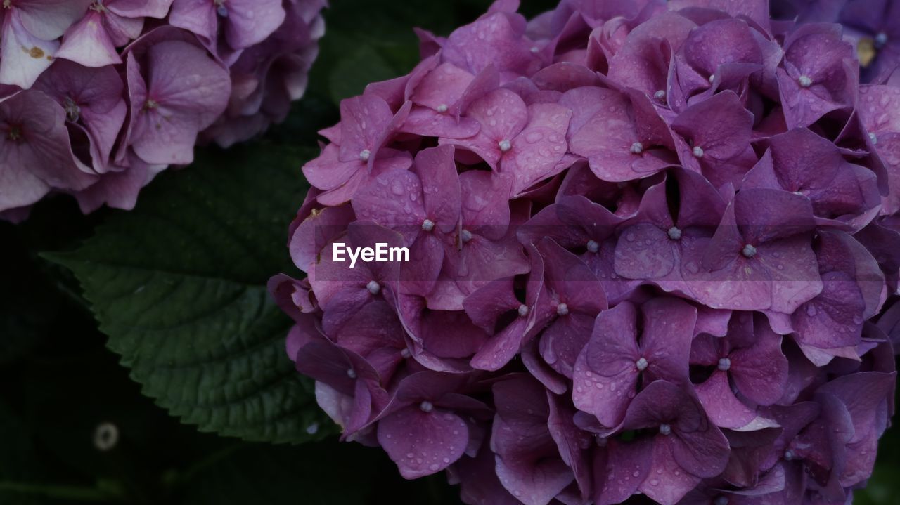 flower, plant, flowering plant, beauty in nature, freshness, close-up, pink, petal, nature, purple, inflorescence, growth, hydrangea, fragility, flower head, leaf, plant part, no people, lilac, outdoors, drop, wet, springtime, botany, magenta, water, day