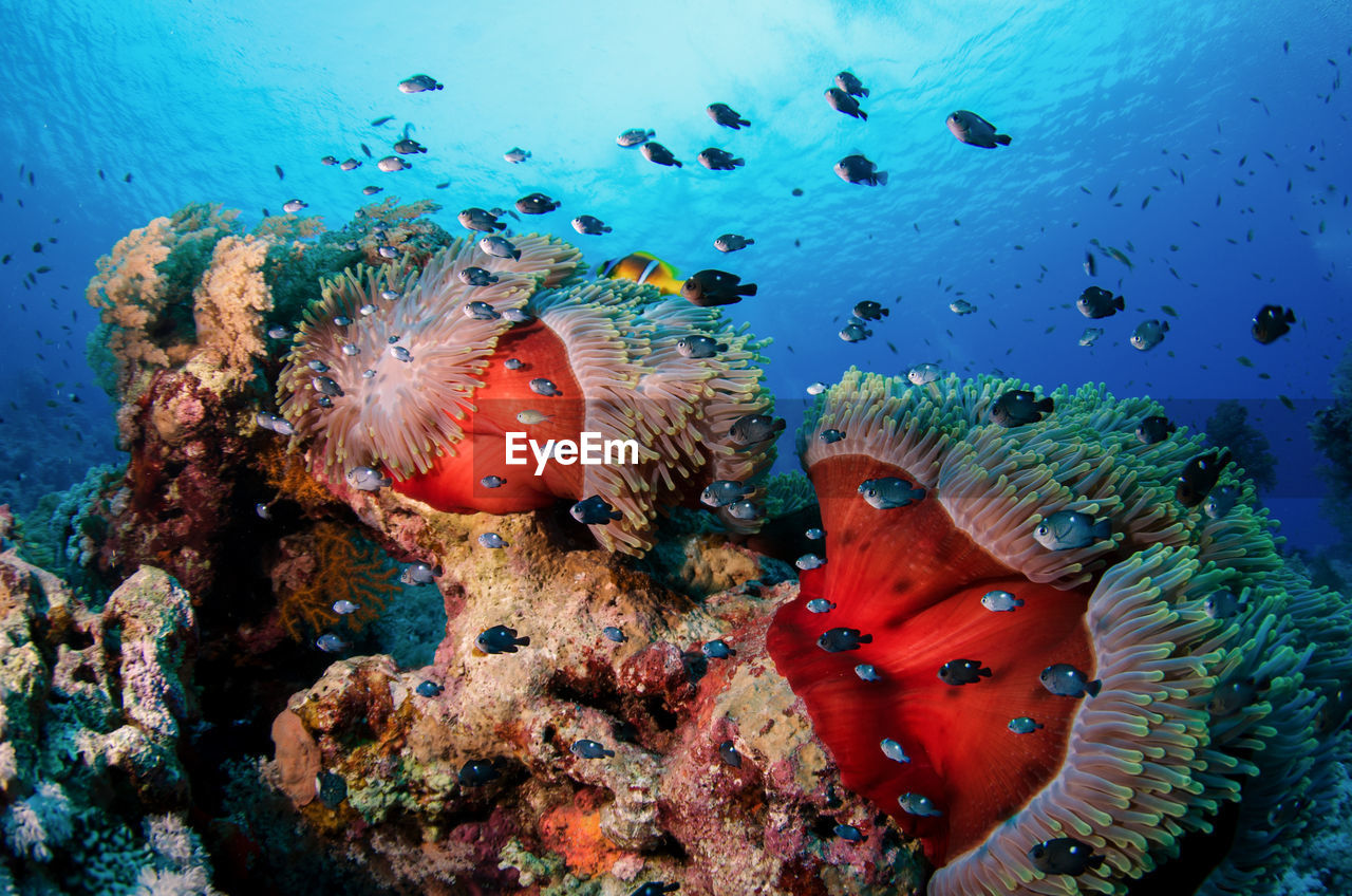 FISH SWIMMING UNDERWATER