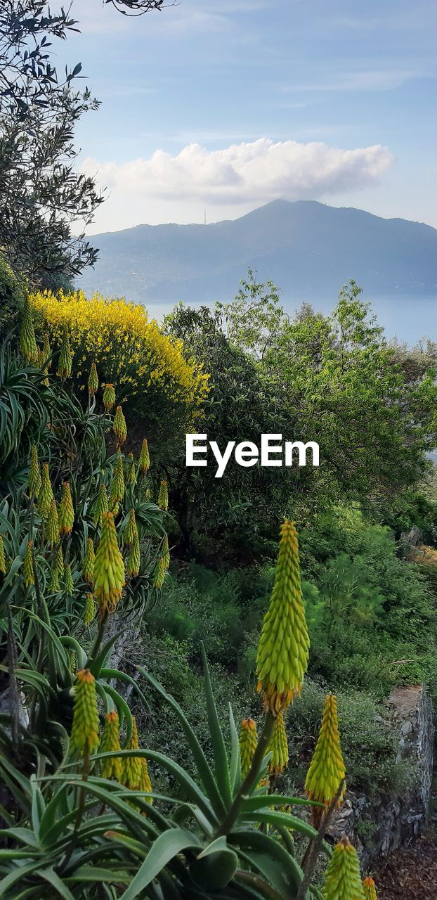 SCENIC VIEW OF YELLOW FLOWERING PLANT AGAINST SKY