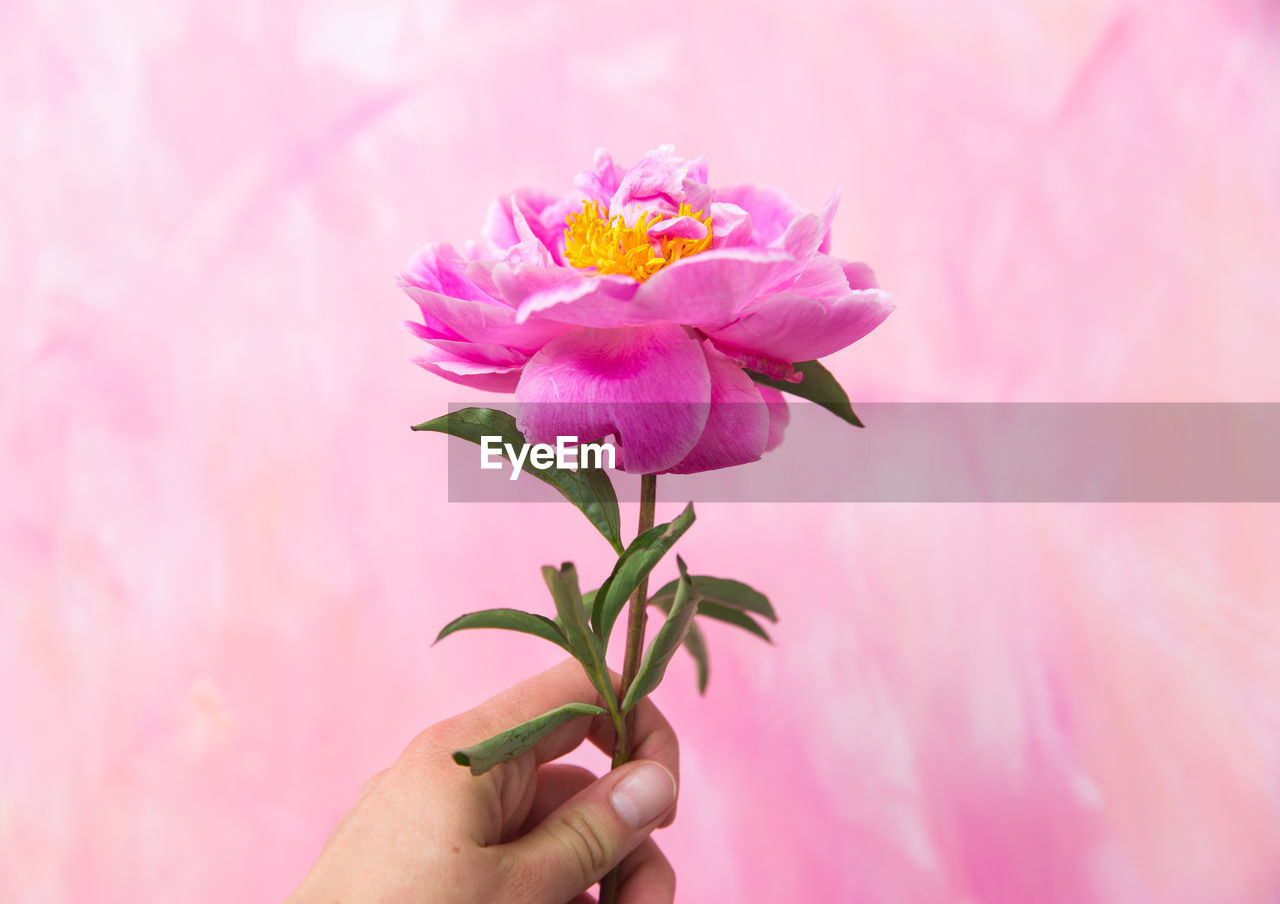 Cropped hand holding pink rose against wall