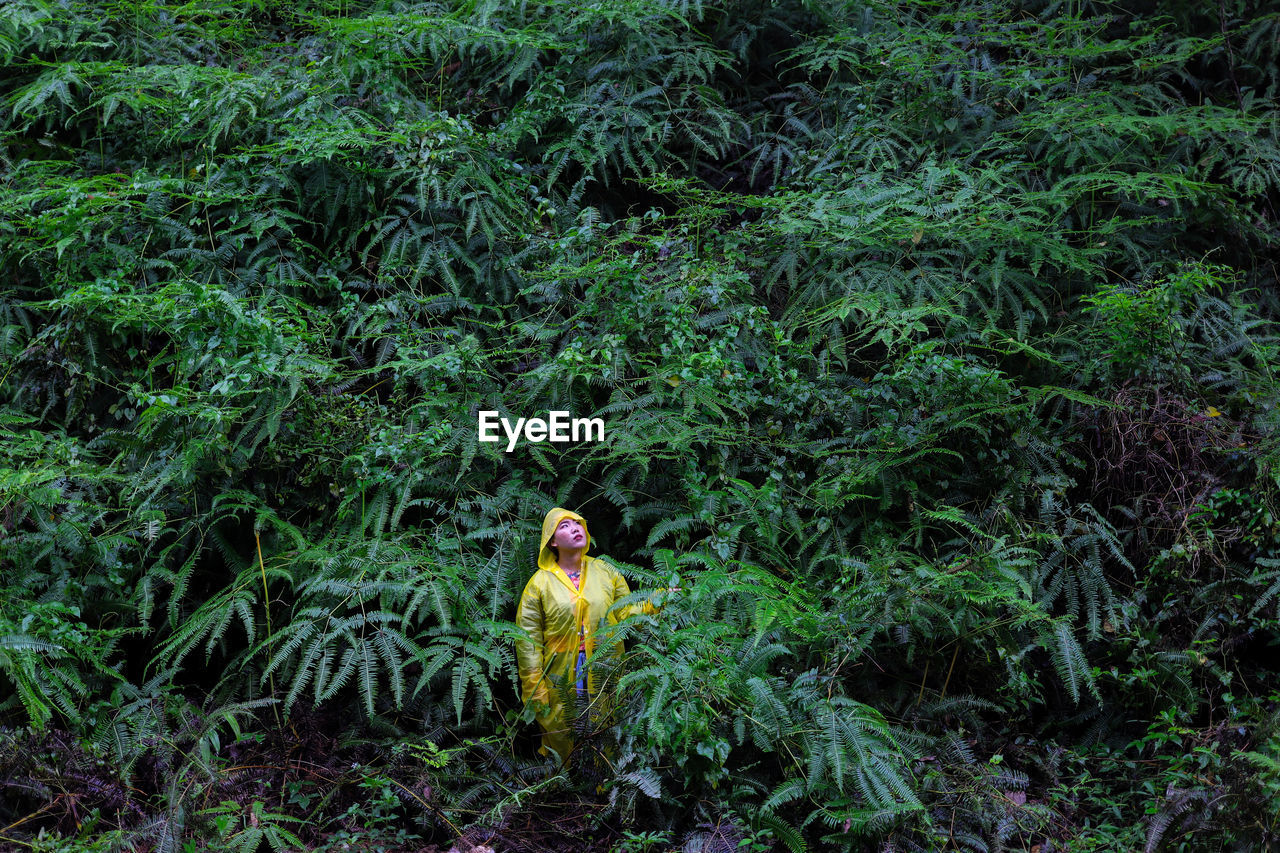 Woman wearing raincoat standing amidst trees in forest