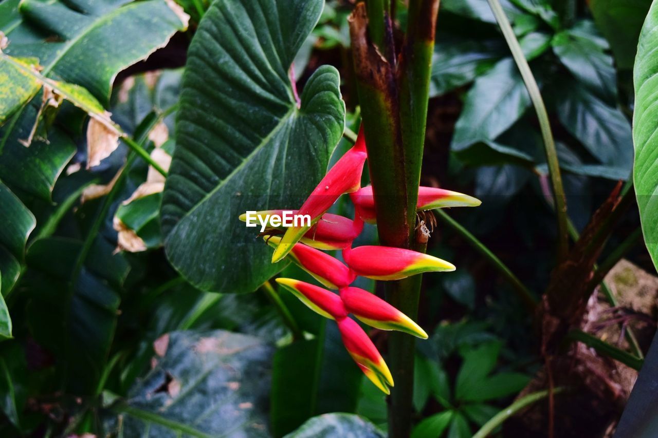 CLOSE-UP OF RED FLOWERS