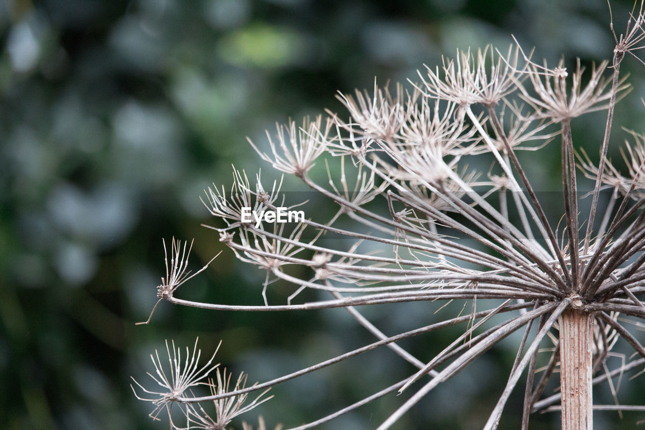 CLOSE-UP OF PLANTS