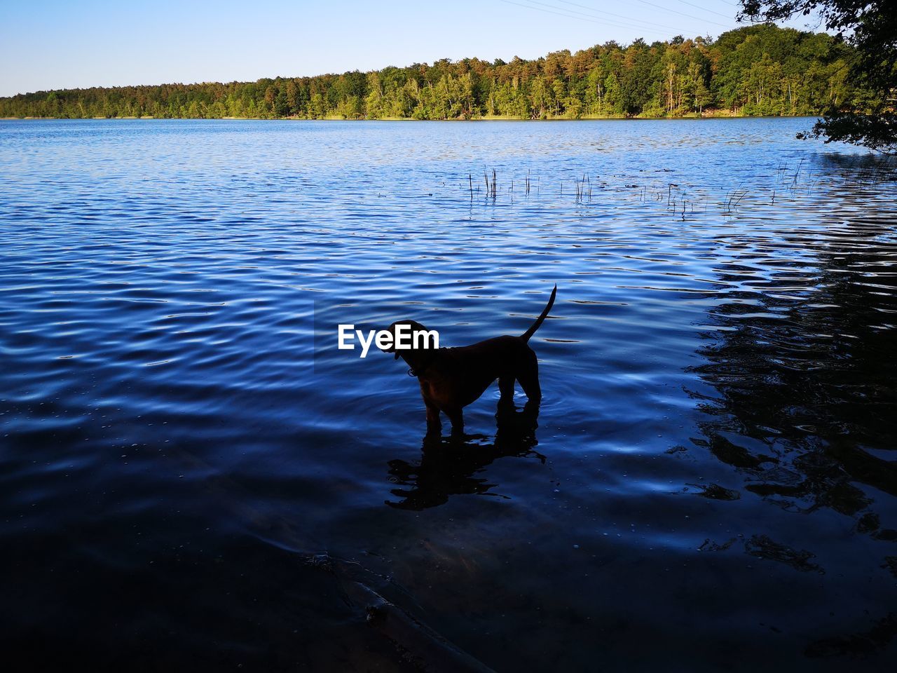 DOG ON LAKE