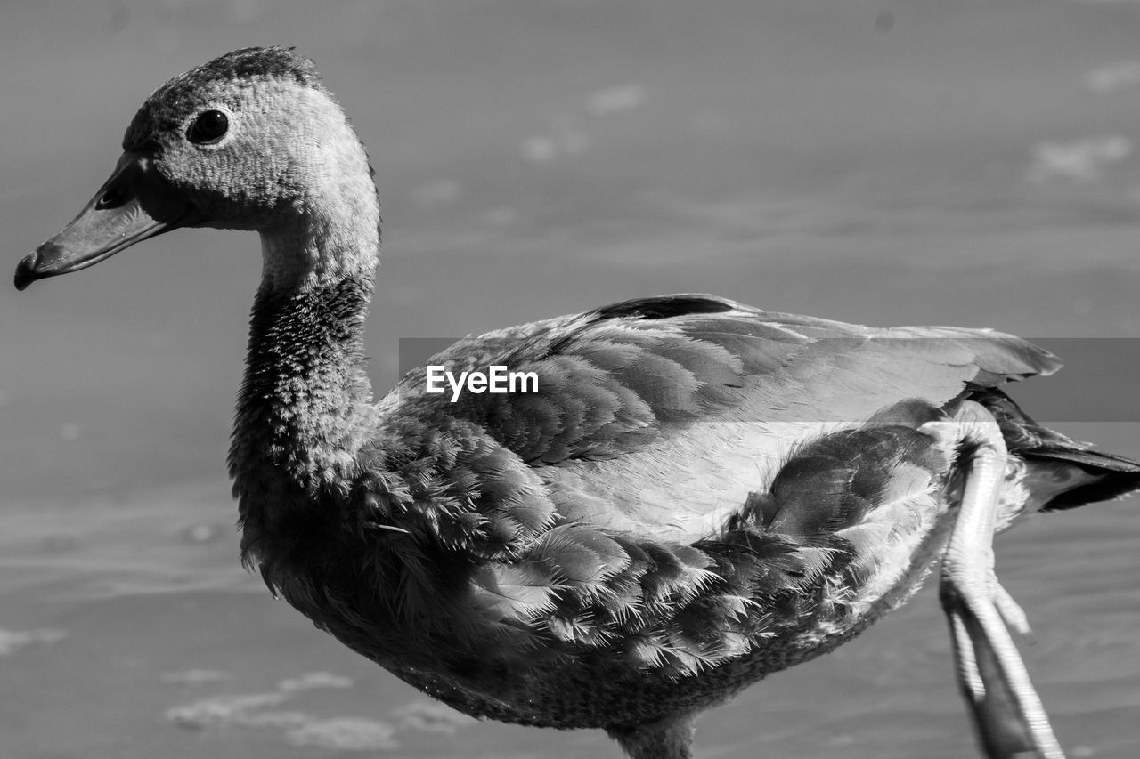 CLOSE-UP OF A SWAN