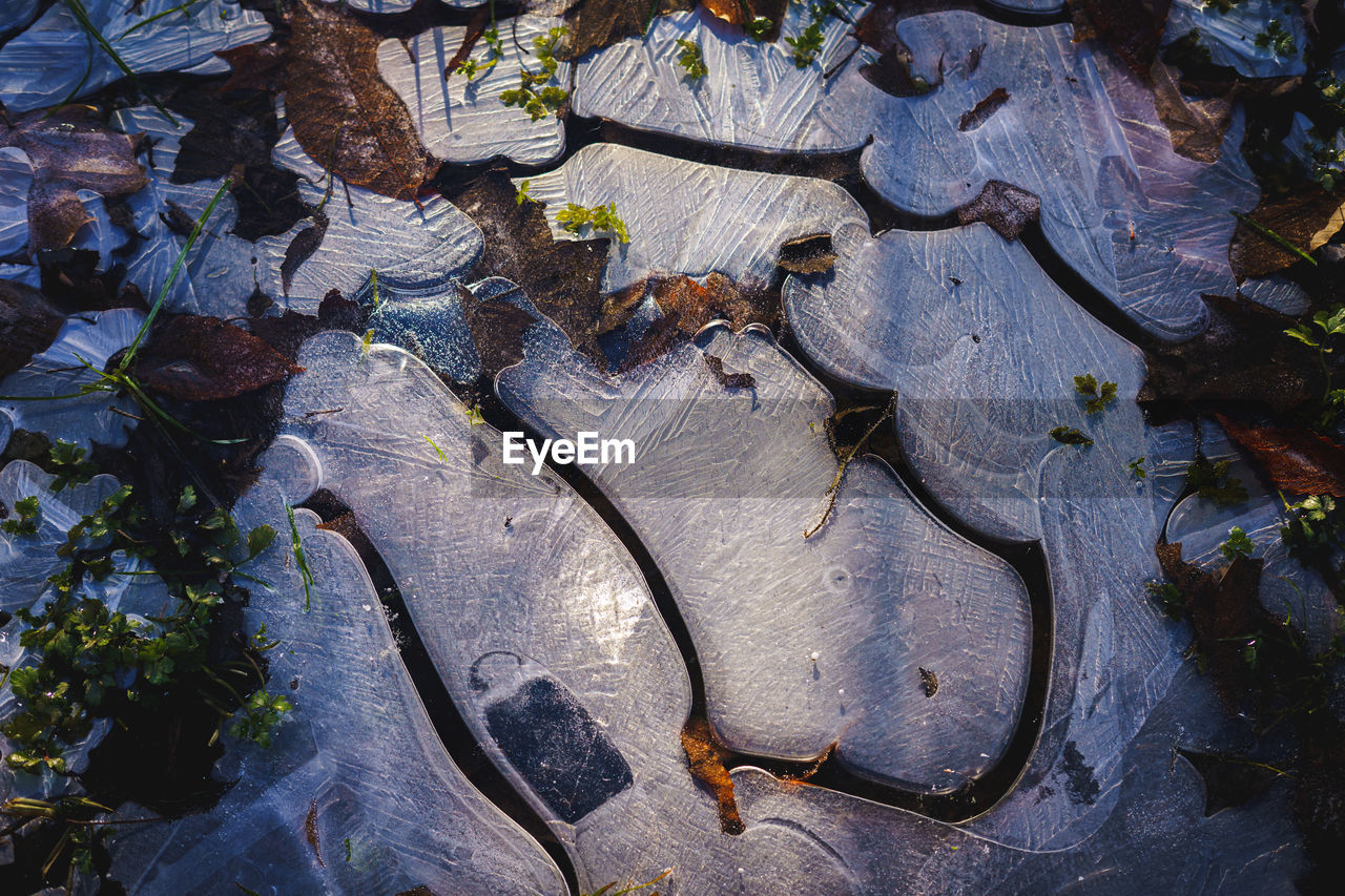 Ice forming in a puddle