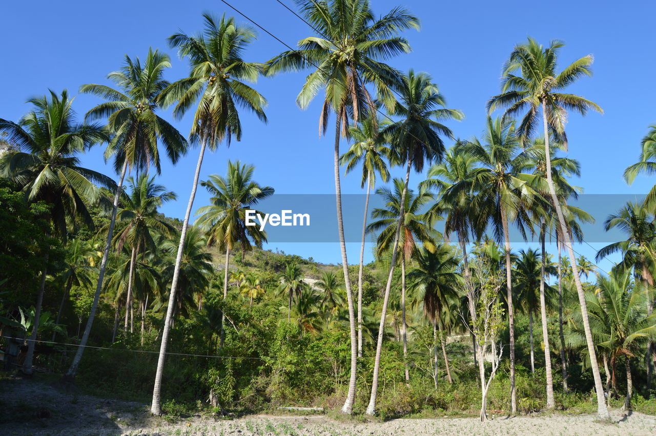 PALM TREES AGAINST SKY