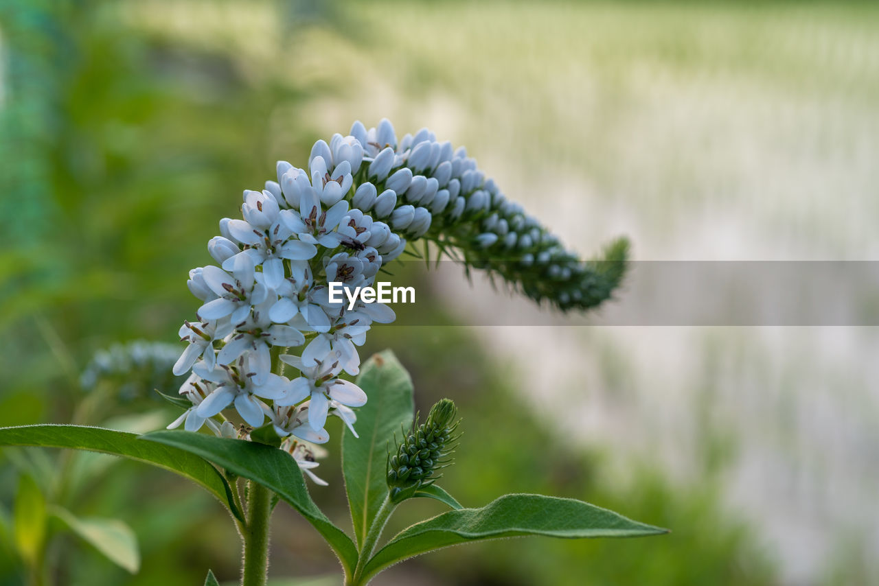 Gooseneck loosestrife