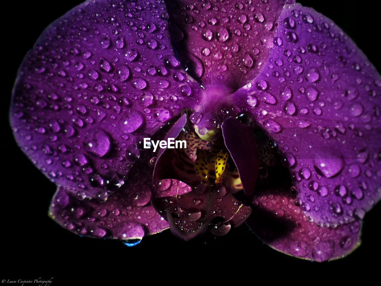 CLOSE-UP OF WET FLOWER ON WATER DROPS ON BLACK BACKGROUND