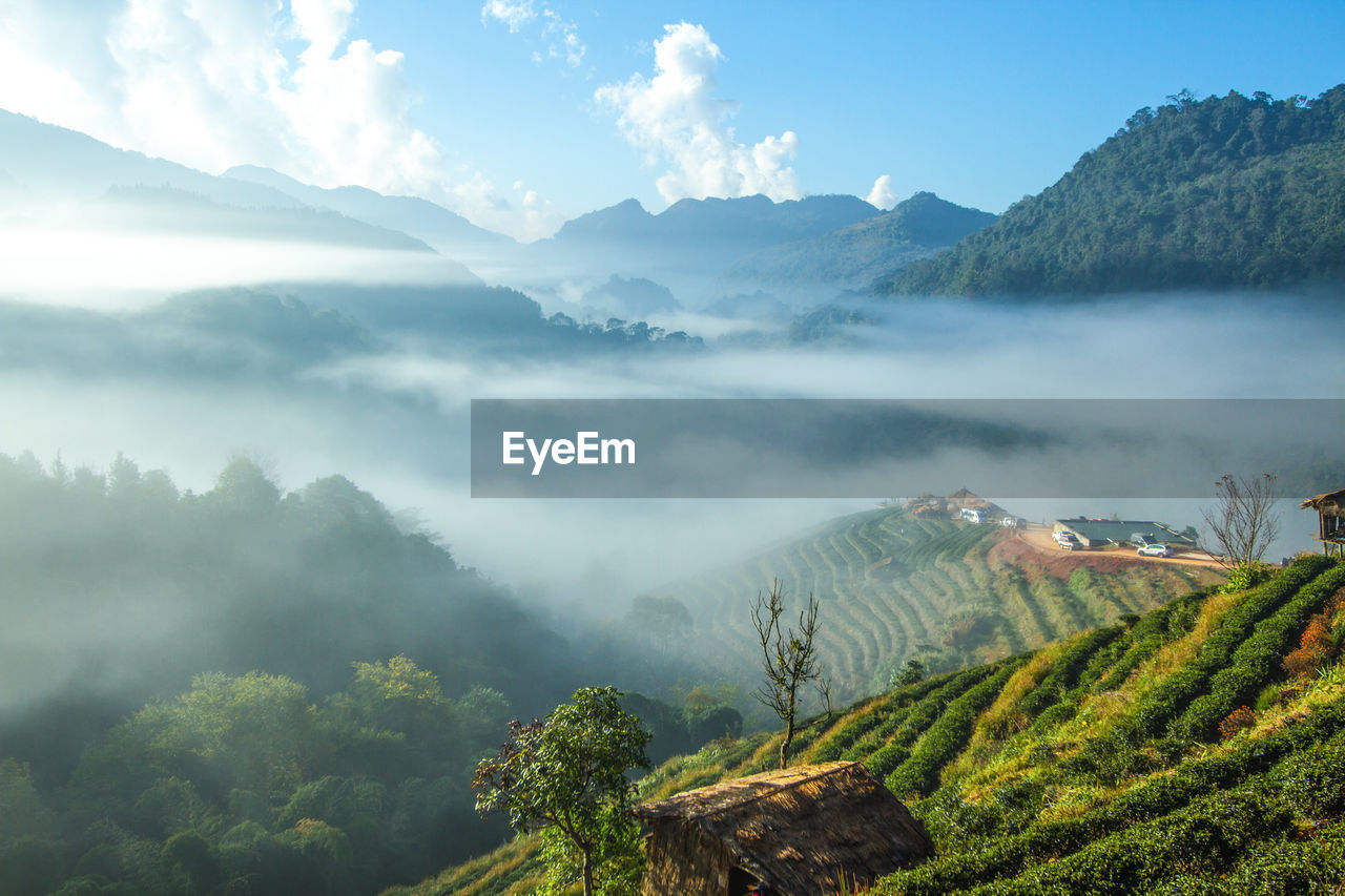 Landscape of tea field with fog in morning at chiangmai thailand.