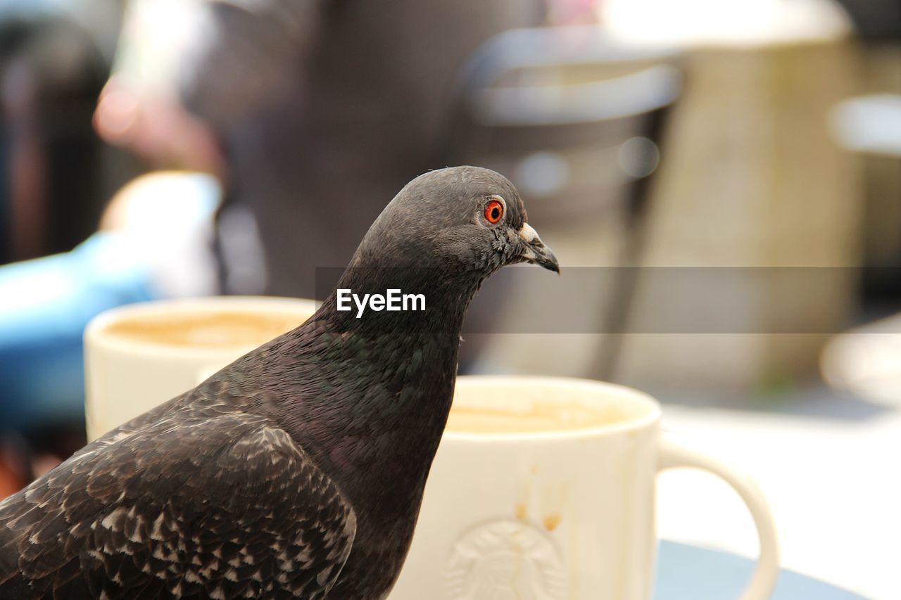 Close-up of pigeon by coffees on table