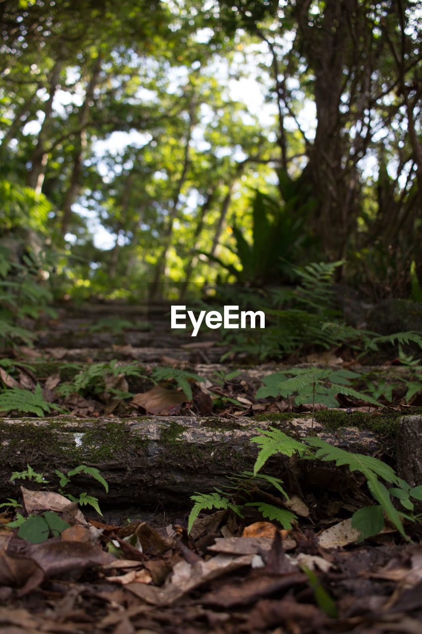 VIEW OF TREES IN THE FOREST