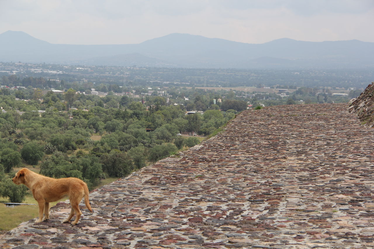 Dog standing in city