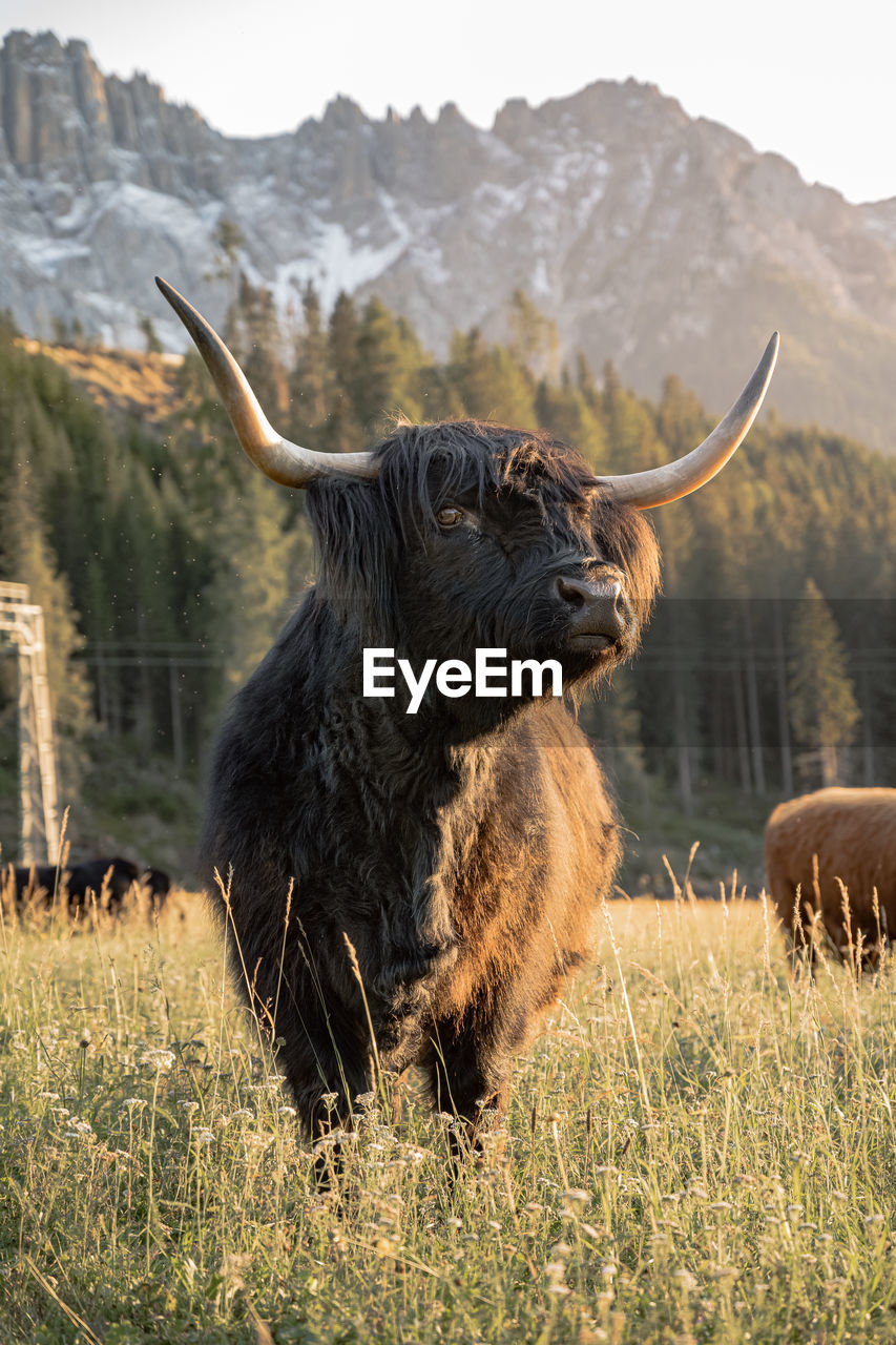 Low-angle portrait view of highland cow in dolomites, italy