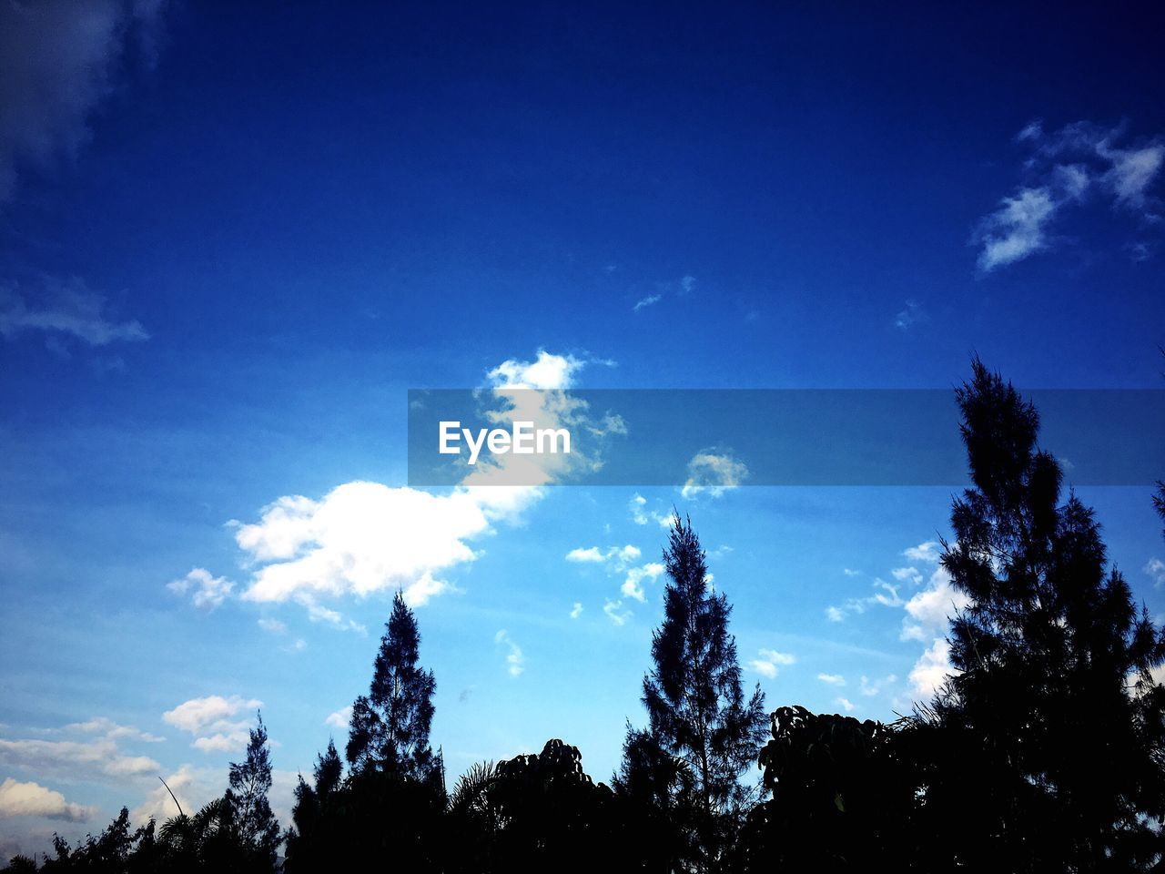LOW ANGLE VIEW OF TREES AGAINST SKY