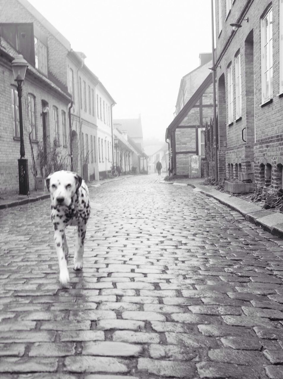 DOG ON COBBLESTONE