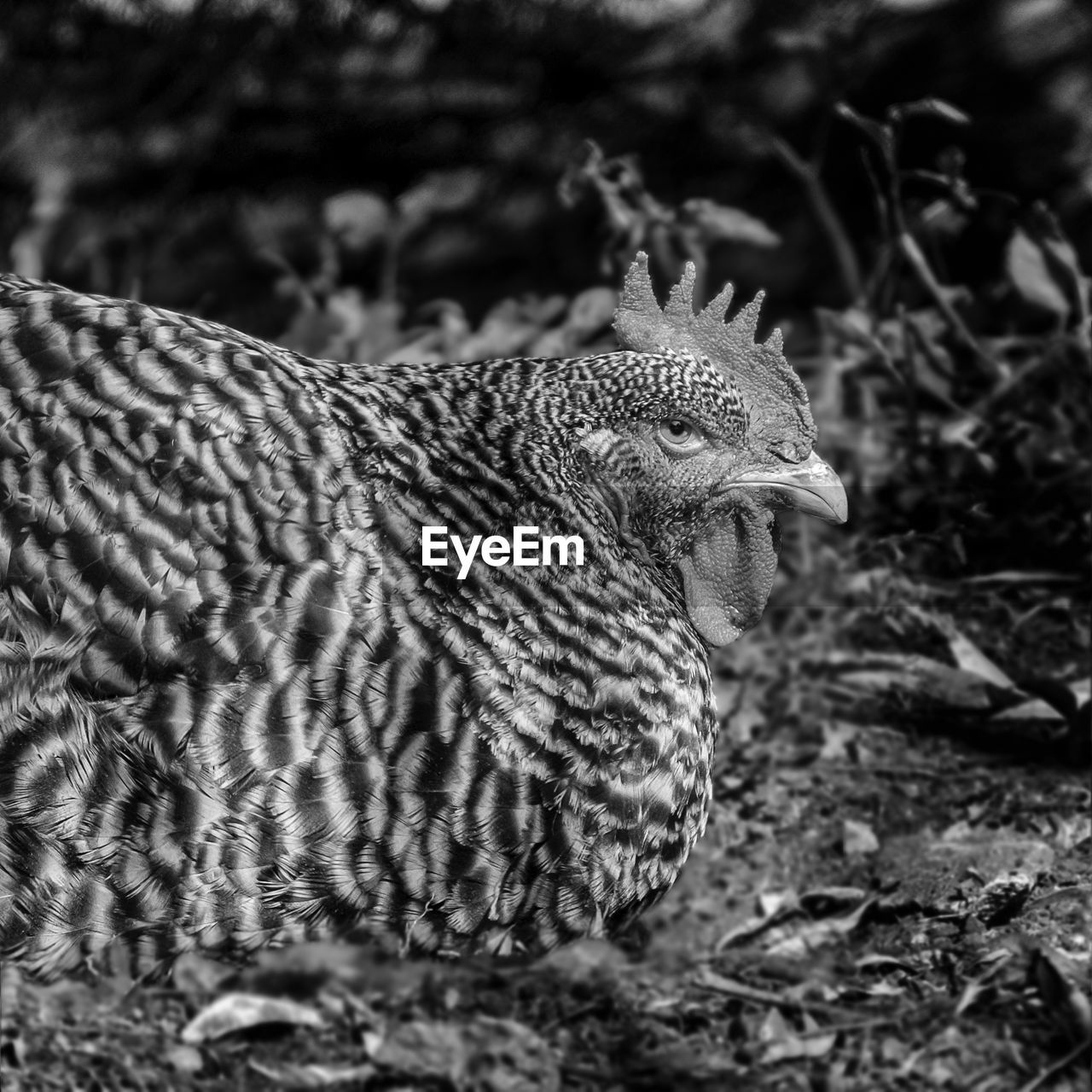 CLOSE-UP OF A BIRD