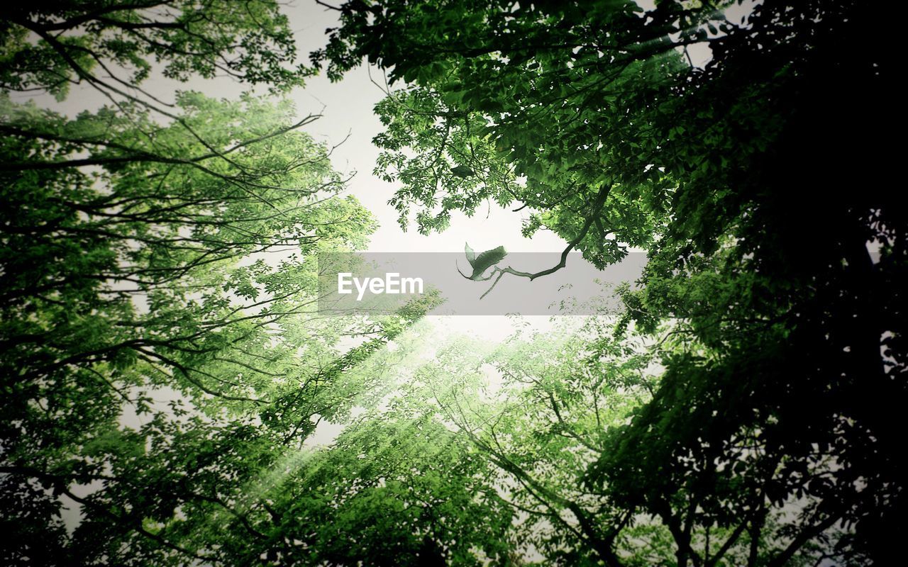 LOW ANGLE VIEW OF TREES AGAINST SKY IN FOREST