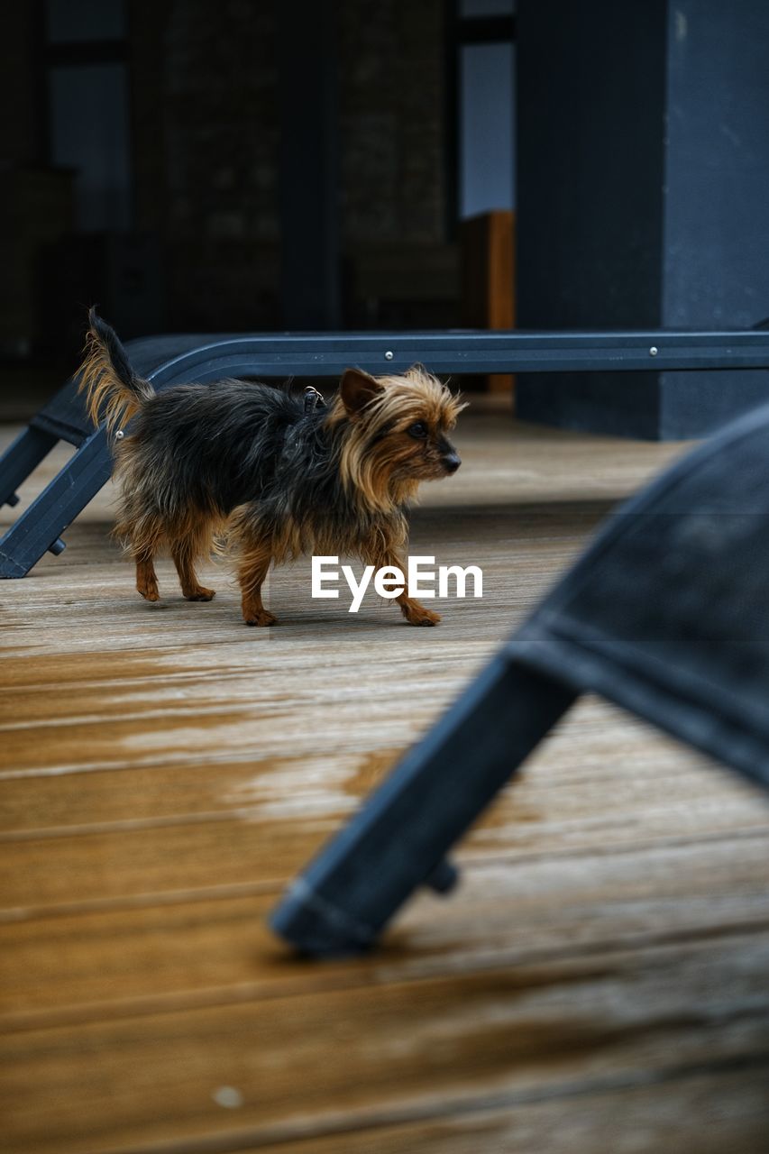 Close-up of dog on floor