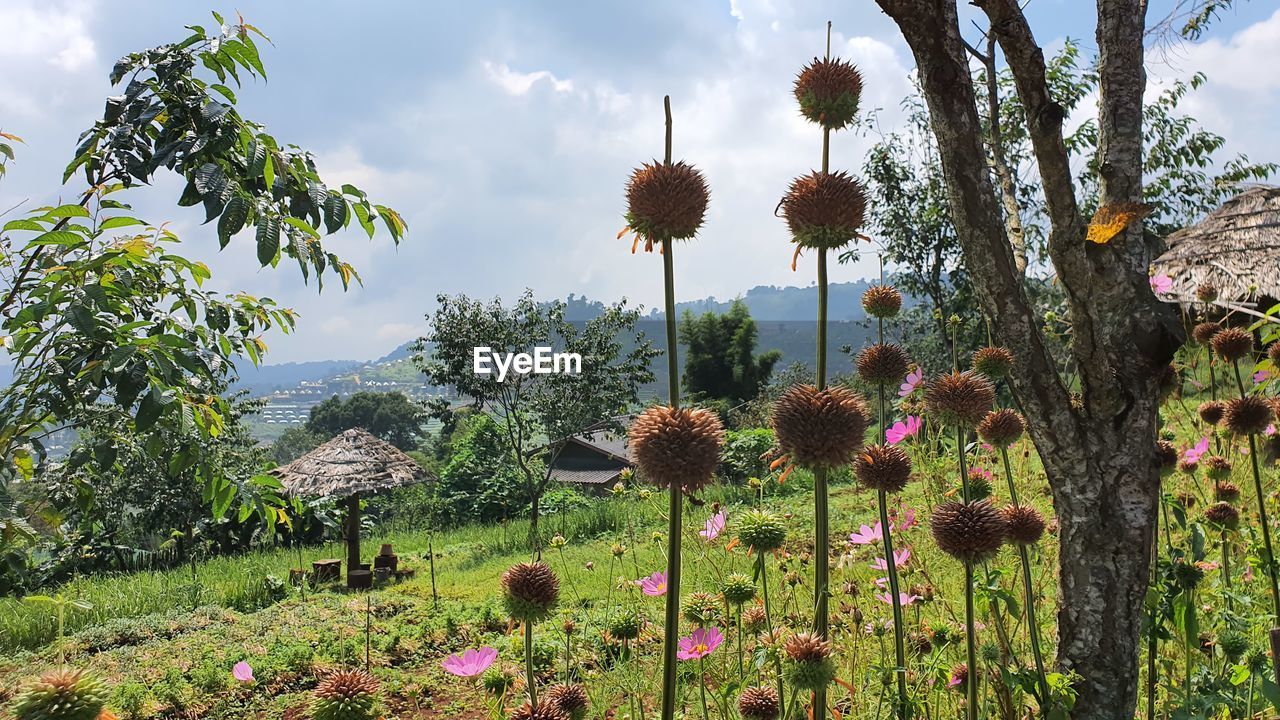 PANORAMIC VIEW OF FLOWERING PLANTS ON FIELD