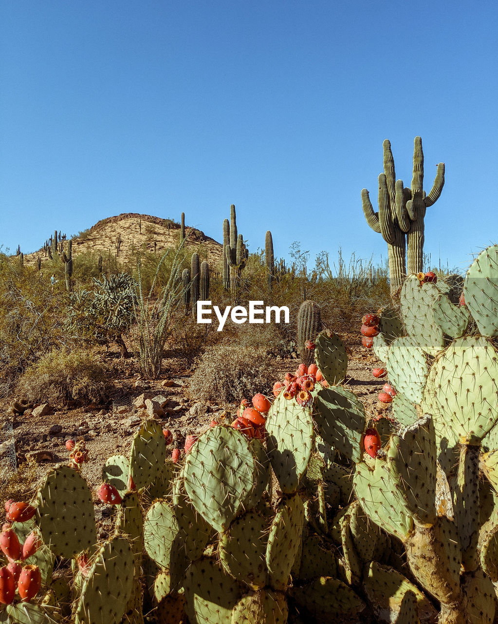 Cactus growing on land against clear sky