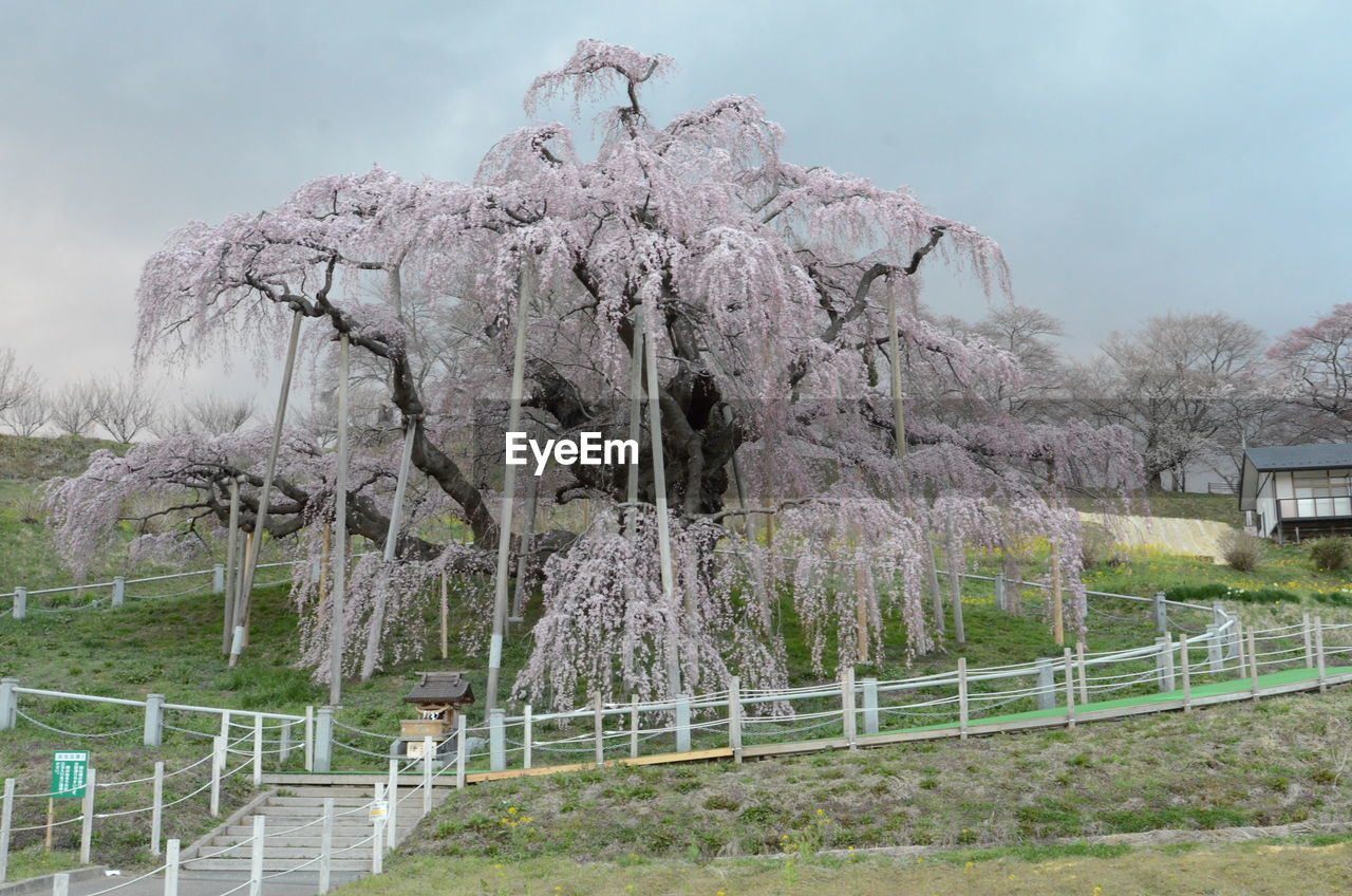 TREES AND PLANTS ON LAND AGAINST SKY