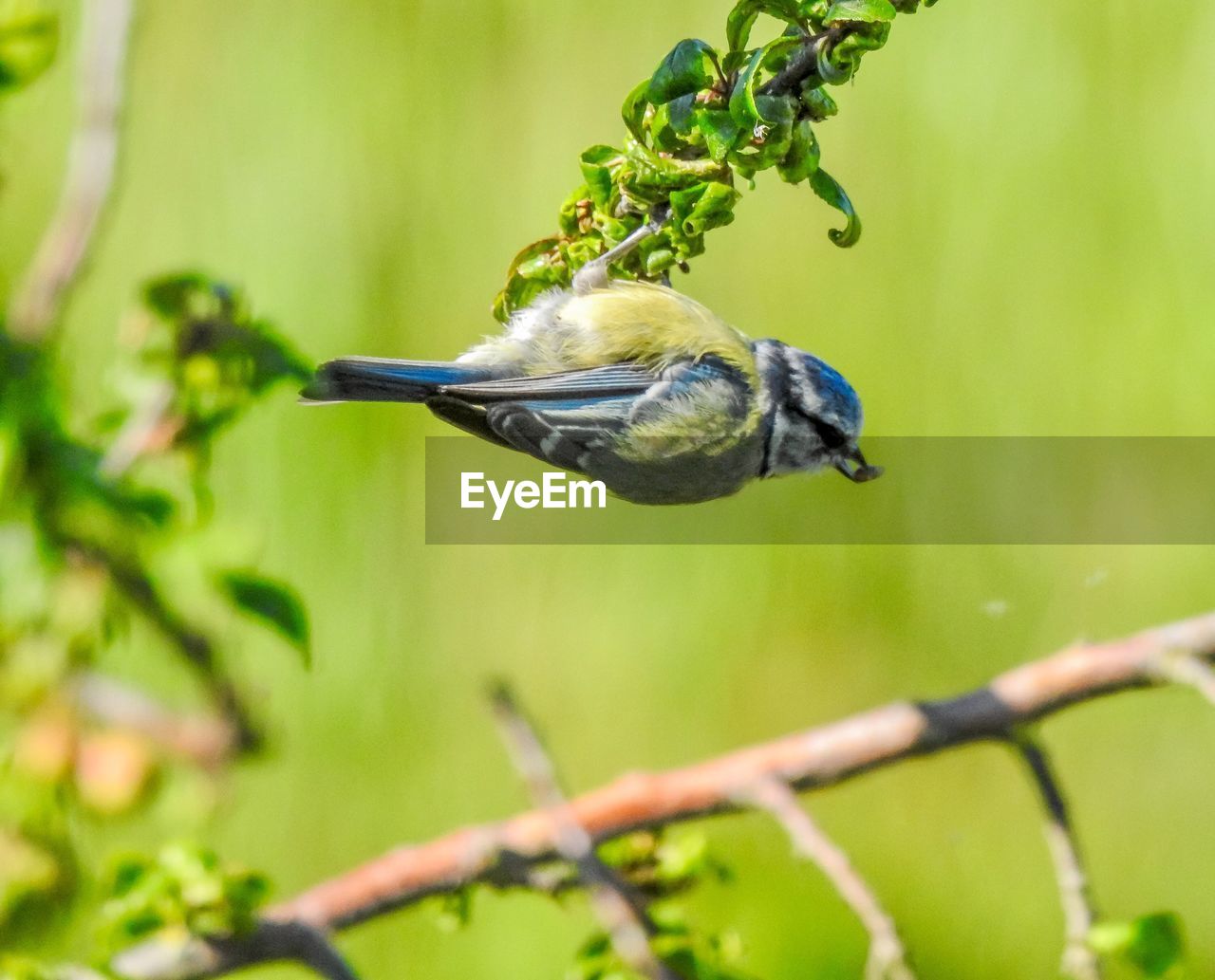 BIRD PERCHING ON A BRANCH