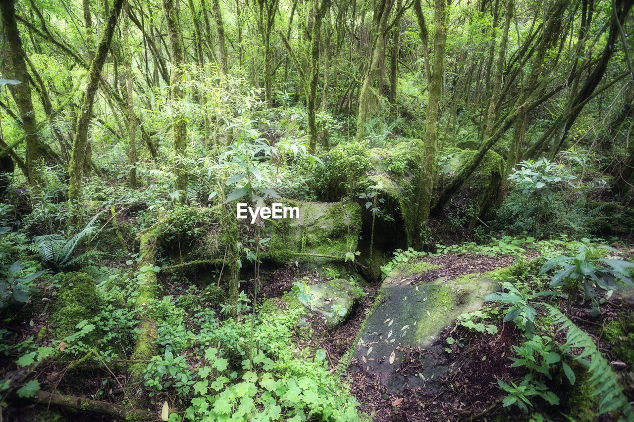 PLANTS AND TREES BY STREAM IN FOREST