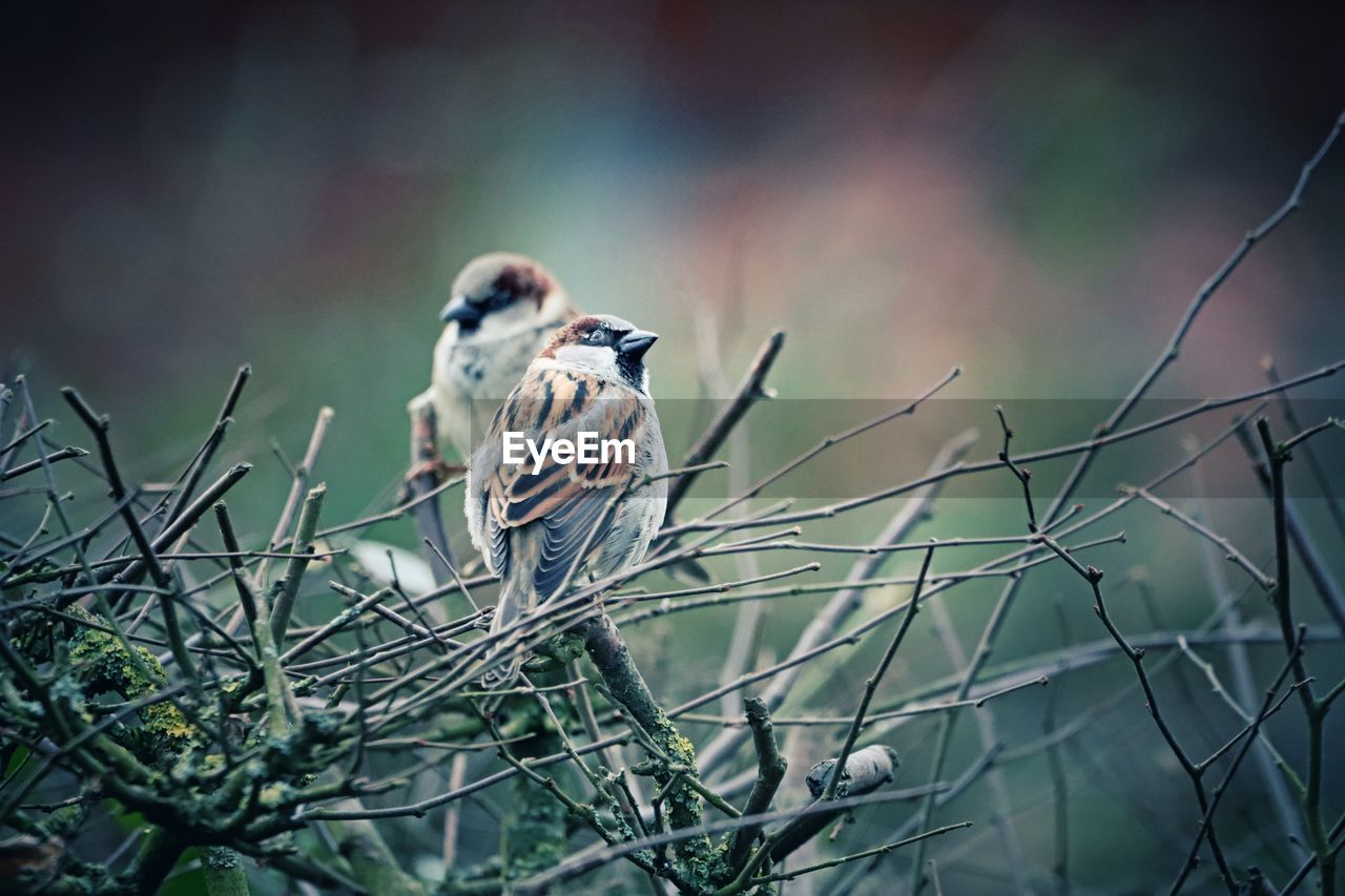 Close-up of bird perching on plant